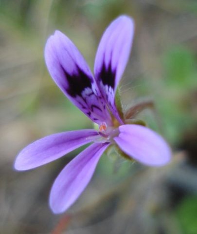 Pelargonium columbinum young flower showing anthers